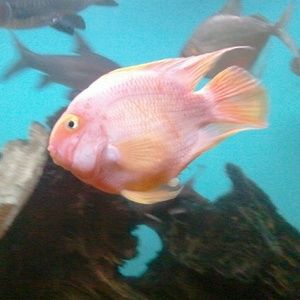 Meet your Posher, Brittney